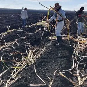 thumbnail for publication: Sugarcane Planting: A Comparison of Manual and Mechanical Planting Methods